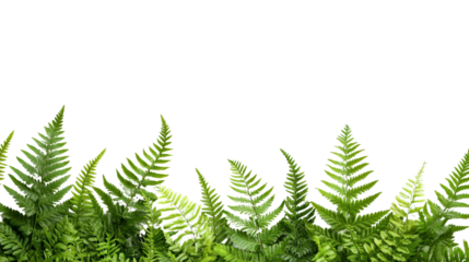 Minimalist style isolated Polystichum Setiferum and Matteuccia struthiopteris ferns with sharp focus, white background