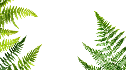 Minimalist style isolated Polystichum Setiferum and Matteuccia struthiopteris ferns with sharp focus, white background