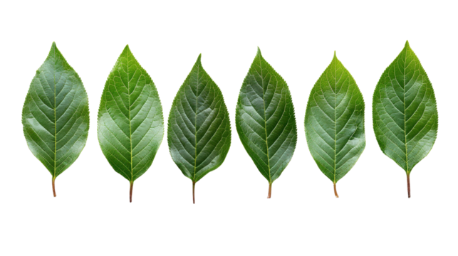 Perfectly cut set of fresh Prunus lusitanica leaves arranged symmetrically,Transparent background, PNG file