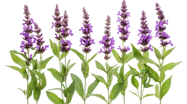 Set of freshly cut Mexican bush sage (Salvia leucantha) branches with rich purple blooms and lush green foliage, Transparent background, PNG file, high resolution