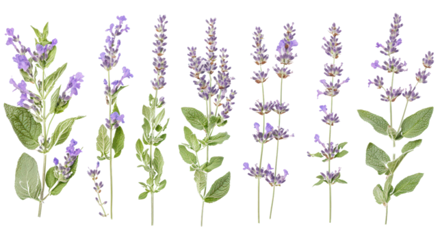 Top view of a collection of Lavender Plectranthus mona and Lavender pinnata in bloom, with various angles of stems and blossoms, Transparent background, PNG file