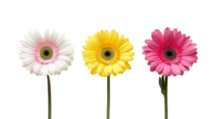 A minimalistic arrangement of three Gerbera daisies--pink, yellow, and white--in a straight line, Transparent background, PNG file