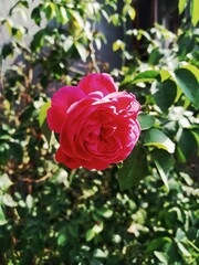 A blooming pink rose captured in natural sunlight, surrounded by green leaves in an outdoor garden setting.