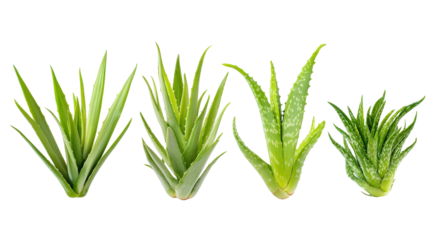 Aloe vera, Scimitar, and Spanish bayonet species of Yucca aloifolia in medium and small sizes, displayed clearly in front alignment, Transparent background, PNG file