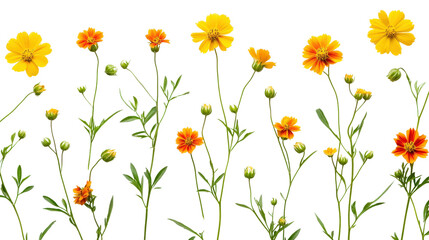 Arrangement of multiple Coreopsis tinctoria flowers with stems and green leaves, flat lay composition Transparent background, PNG file