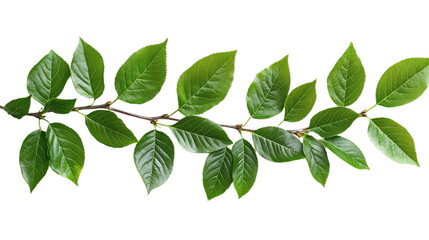 Fototapeta premium Artistic layout of perfectly cut Prunus lusitanica foliage showing natural texture and vibrant green, Transparent background, PNG file