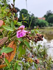 Close-up of Purple Flowers and Dried Seed Pods on a Bush
