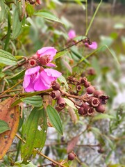 Melastomataceae blossom with seed pods and insect-eaten leaves in natural light