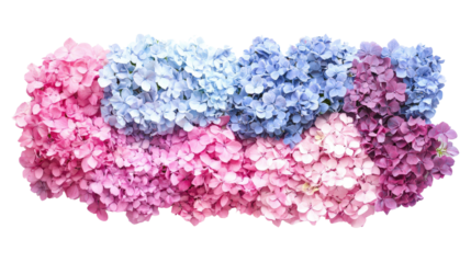 Beautiful assortment of Hydrangea macrophylla flowers in pink, blue, and purple hues, arranged in a flat lay composition, Transparent background, PNG file