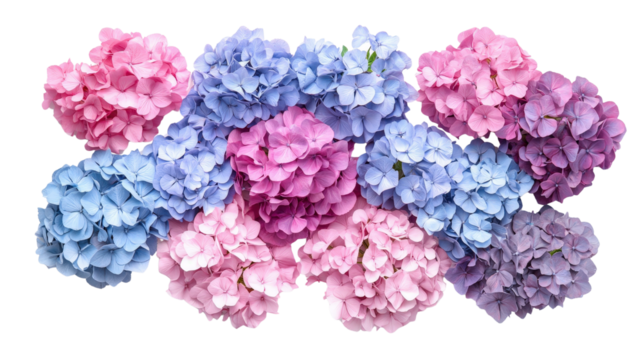 Beautiful assortment of Hydrangea macrophylla flowers in pink, blue, and purple hues, arranged in a flat lay composition, Transparent background, PNG file