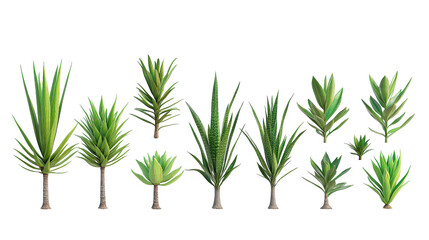 Fototapeta premium Botanical plant set featuring medium and small Yucca aloifolia species (Aloe vera, Scimitar, Spanish bayonet) organized side-by-side in front view, Transparent background, PNG file