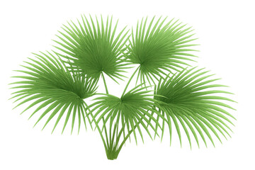 Mediterranean fan palm fronds spreading verdant green, transparent backdrop highlighting botanical details for graphic design needs
