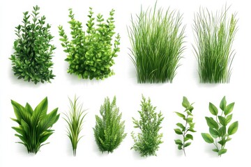 Lush variety of vibrant green foliage showcasing botanical diversity on white in white background. Generative Ai