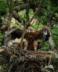 Majestic eagle in a lush nest.