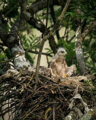 Young Hawks in a Nest Among Tree Branches