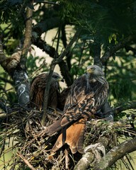 Red Kites in Natural Habitat