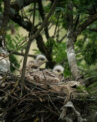 Young Hawks in a Nest Among Tree Branches