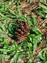Fototapeta premium pine cones on the tree