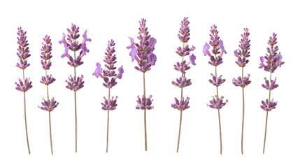 Creative arrangement of Lavender Plectranthus mona and Lavender pinnata flowers in multiple clusters and single stems, ideal for organic and wellness-themed visuals, isolated on white background