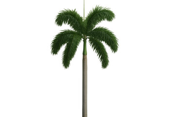 Realistic 3d green palm tree rendering, standing isolated against transparent backdrop, showcasing tropical vegetation detail