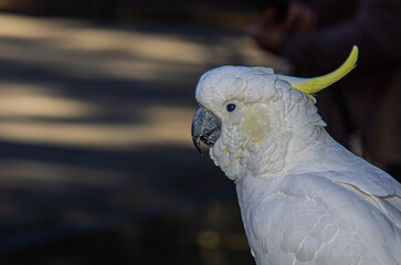 Sulphur Crested Cockatoo Side Profile