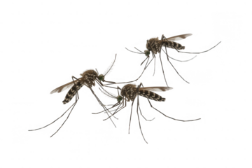 Three mosquitoes close up with detailed features on a transparent background