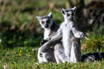 ring tailed lemur catta
