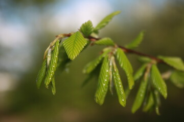 green leaves in spring