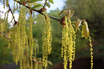 willow branches in spring