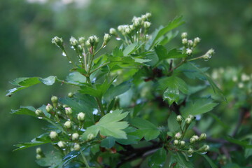 wild strawberry plant