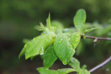 rain drops on a leaf