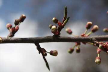 branch of a willow