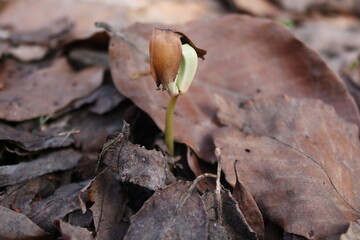 close up of a flower