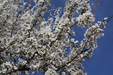 blooming cherry tree