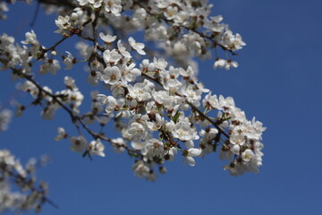 almond tree blossom