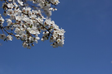 almond tree blossom
