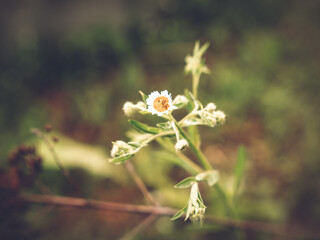 small flowers grown in the garden