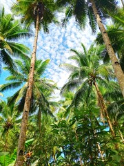 Fototapeta premium coconut palm trees