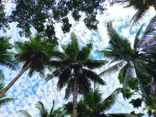 palm tree in the wind