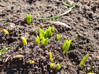 Fresh Green Shoots Emerging from the Soil