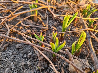 Fresh Green Shoots Emerging from the Soil