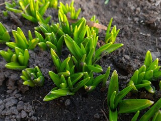 Fresh Green Shoots Emerging from the Soil