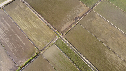 田植えが終わった水田をドローンで空撮