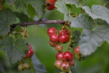 Vibrant Red Currants and Green Leaves: A Lush Garden Harvest