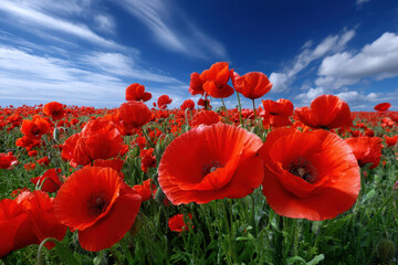 Naklejka premium Vibrant poppy flowers bloom under a clear blue sky in a scenic open field