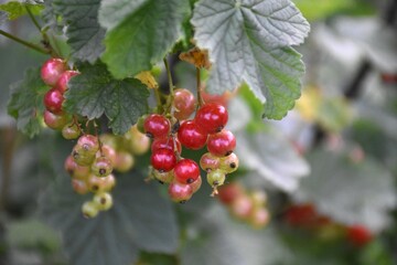 Vibrant Red Currants and Green Leaves: A Lush Garden Harvest