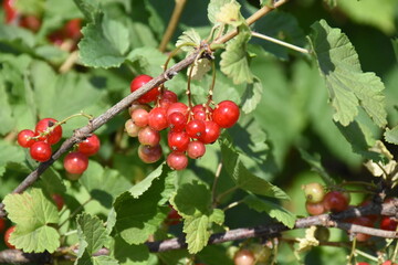 Vibrant Red Currants and Green Leaves: A Lush Garden Harvest