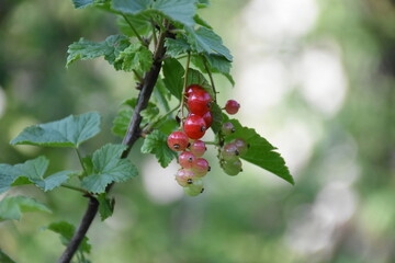 Vibrant Red Currants and Green Leaves: A Lush Garden Harvest