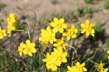 日本の春の公園に咲くイトハスイセンの黄色い小さな花