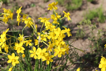 日本の春の公園に咲くイトハスイセンの黄色い小さな花